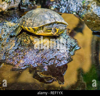 Primo piano di un ventre giallo slider turtle su una roccia, popolare reptile pet dai fiumi d'America Foto Stock