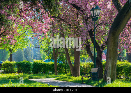 Banco sotto la lanterna in un parco tra la fioritura dei ciliegi. bellissimo scenario urbano. splendida primavera meteo. erba verde Foto Stock