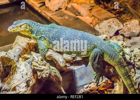 Ritratto di un asian monitor acqua posa su un ramo, tropicale grande lizard dall Asia Foto Stock