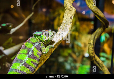 Primo piano di una divertente panther chameleon sul ramo di un albero, tropicali iguana dal Madagascar Foto Stock