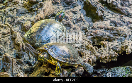 Red eared slider e ventre giallo cursore insieme in primo piano, rettili tropicali animali domestici dall America Foto Stock