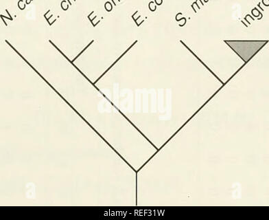 . Il Compleat cladist : un primer di procedure filogenetico. Analisi Cladistic; Zoologia -- classificazione; Filogenesi. Edificio ad albero e ottimizzazione 47 1. Preparare una matrice di dati. 2. Analizzare le relazioni filogenetiche di Leysera sulla base di informazioni fornite e disegnare la struttura di relazioni. Esercizio 4.2.-Siegel-Causey's (1988) cliff shags. Shags, cormorani e anhingas comprendono un clade di marine e pesci litorale-mangiare gli uccelli. Tra shags, genere Stictocarho (scogliera shags) comprende otto specie. In questo esercizio si utilizzano entrambi outgroup infomiation e ingroup informazioni a r Foto Stock