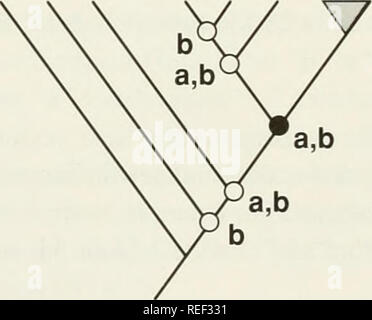 . Il Compleat cladist : un primer di procedure filogenetico. Analisi Cladistic; Zoologia -- classificazione; Filogenesi. Fig. 3.7.-assegnazione di polarità all'og fortini del nodo 1 Analisi della Sidae (esempio 3.1). La figura 3.8 mostra caratteri di TS 2 della matrice ha lavorato per ciascun nodo. Si noti che in questo caso la decisione è equivoco per il nodo OG. M N O P Q R Sidae Taxa b b a b b a a,b caratteri. Fig. 3.8.-decisioni di polarità forti 2, analisi dell'Sidae (esempio 3.1). Si prega di notare che queste immagini vengono estratte dalla pagina sottoposta a scansione di immagini che possono essere state migliorate digitalmente per readab Foto Stock