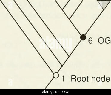 . Il Compleat cladist : un primer di procedure filogenetico. Analisi Cladistic; Zoologia -- classificazione; Filogenesi. Fig. 3.2.-TTie relazioni del Sidae e i suoi parenti più prossimi. Outgroups sono lettere, i nodi sono numeri (esempio 3.1). 2. Per ogni serie di trasformazione etichettare ciascuno dei rami con il carattere di tale taxon. Utilizzare la matrice di caratteri per questo compito. Questo è stato fatto per TS 1 in Fig. 3.3. M N O P Q R Sidae Taxa baa b b a a,b caratteri. OG nodo 1 nodo radice di Fig. 3.3.-TTie relazioni del Sidae e i suoi parenti, con caratteri fi"om TS nodi pertinenti la Foto Stock