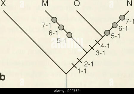 . Il Compleat cladist : un primer di procedure filogenetico. Analisi Cladistic; Zoologia -- classificazione; Filogenesi. . Si prega di notare che queste immagini vengono estratte dalla pagina sottoposta a scansione di immagini che possono essere state migliorate digitalmente per la leggibilità - Colorazione e aspetto di queste illustrazioni potrebbero non perfettamente assomigliano al lavoro originale. Wiley, E. O. Lawrence, Kan. : Museo di Storia Naturale, University of Kansas Foto Stock