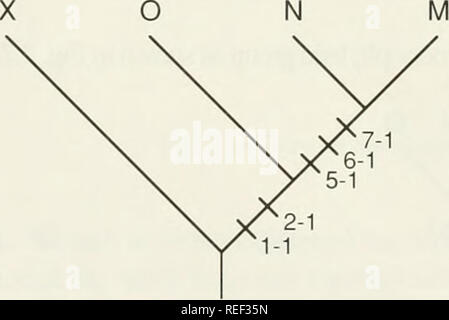 . Il Compleat cladist : un primer di procedure filogenetico. Analisi Cladistic; Zoologia -- classificazione; Filogenesi. Fig. 2.9.-Tree per serie di trasformazione 5,6, e 7 (esempio 2.2). 4. A questo punto si deve sospettare che qualcosa è andato storto. TS 3 e 4 implica un gruppo monophyletic che include N e O ma esclude M, mentre TS 5-7 implicano un gruppo monophyletic che comprende M e N ma esclude O. ci deve essere un errore, perché abbiamo violato l'inclusione/regola di esclusione. In una tale situazione, invochiamo un altro importante principio di analisi filogenetica: vi è una sola vera ph Foto Stock