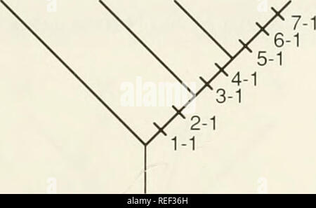 . Il Compleat cladist : un primer di procedure filogenetico. Analisi Cladistic; Zoologia -- classificazione; Filogenesi. Base tecniche filogenetiche 19 altri quattro taxa. Inoltre, TS 1 e 2 non siano in conflitto con TS 3 e 4 perché TS 1 e 2 implica che A, B e C costituiscono un gruppo monophyletic, mentre TS 3 e 4 implica che B e C formano un gruppo monophyletic ma non dire nulla circa i rapporti di una o outgroup, X. alberi che contengono differenti ma tra loro raggruppamenti gradevole sono logicamente compatibili o completamente congruenti. Essi possono essere combinati senza cambiare qualsiasi ipotesi di omologia, e Foto Stock
