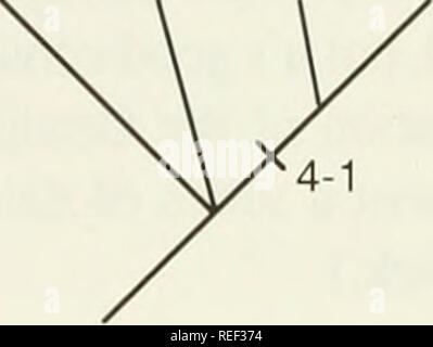 . Il Compleat cladist : un primer di procedure filogenetico. Analisi Cladistic; Zoologia -- classificazione; Filogenesi. X B X B. Si prega di notare che queste immagini vengono estratte dalla pagina sottoposta a scansione di immagini che possono essere state migliorate digitalmente per la leggibilità - Colorazione e aspetto di queste illustrazioni potrebbero non perfettamente assomigliano al lavoro originale. Wiley, E. O. Lawrence, Kan. : Museo di Storia Naturale, University of Kansas Foto Stock