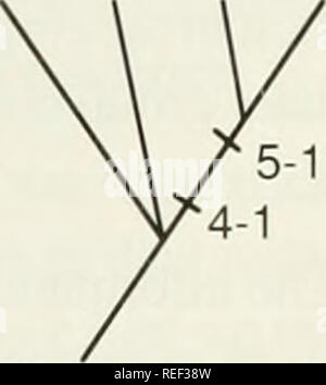 . Il Compleat cladist : un primer di procedure filogenetico. Analisi Cladistic; Zoologia -- classificazione; Filogenesi. . Si prega di notare che queste immagini vengono estratte dalla pagina sottoposta a scansione di immagini che possono essere state migliorate digitalmente per la leggibilità - Colorazione e aspetto di queste illustrazioni potrebbero non perfettamente assomigliano al lavoro originale. Wiley, E. O. Lawrence, Kan. : Museo di Storia Naturale, University of Kansas Foto Stock