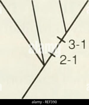 . Il Compleat cladist : un primer di procedure filogenetico. Analisi Cladistic; Zoologia -- classificazione; Filogenesi. . Si prega di notare che queste immagini vengono estratte dalla pagina sottoposta a scansione di immagini che possono essere state migliorate digitalmente per la leggibilità - Colorazione e aspetto di queste illustrazioni potrebbero non perfettamente assomigliano al lavoro originale. Wiley, E. O. Lawrence, Kan. : Museo di Storia Naturale, University of Kansas Foto Stock