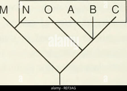 . Il Compleat cladist : un primer di procedure filogenetico. Analisi Cladistic; Zoologia -- classificazione; Filogenesi. B C. si prega di notare che queste immagini vengono estratte dalla pagina sottoposta a scansione di immagini che possono essere state migliorate digitalmente per la leggibilità - Colorazione e aspetto di queste illustrazioni potrebbero non perfettamente assomigliano al lavoro originale. Wiley, E. O. Lawrence, Kan. : Museo di Storia Naturale, University of Kansas Foto Stock