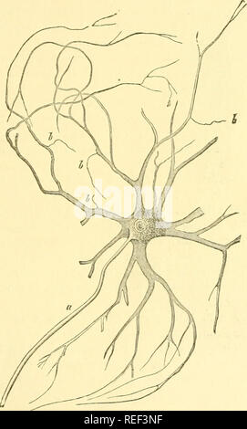 . Compendio di istologia. Istologia. Il tessuto nervoso. 199 chert, si è incontrato con le altre condizioni. Hanno scoperto la bi- cellule polari. Nervi spinali derivano da una doppia radice; una sezione anteriore, che passa al di sopra del ganglio spinale e una posteriore, che passa attraverso il ganglio.. Frc. 176.-multipolare di cellule gangliari del corno anteriore del midollo di bue con l'asse cilindro processo [it), e ramificato processo protoplasma, dal quale, in b e i più raffinati filamenis derivano. Come è noto fin dai tempi di Carlo Campana, ex consiste di motoria, quest'ultimo di filamenti sensoriale.. Pl Foto Stock
