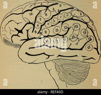 . Un compend della fisiologia umana; specialmente adattato per l'uso degli studenti di medicina. Fisiologia. 212 fisiologia umana. sono i centri in cui le impressioni sono registrati e riprodotti subse- temente come idee ; essi sono la sede di intelligenza, ragione e.. Fig. 26.-vista laterale del cervello dell'uomo, con le aree delle convoluzioni cerebrale secondo Ferrier. Le figure sono realizzati mediante una stampigliatura sul cervello dell'uomo, nelle loro rispettive situazioni, le aree del cervello di scimmia come determinato da esperimento, e la descrizione degli effetti dell'stimu collaborato nelle varie aree ri Foto Stock