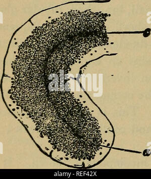 . Un compend della fisiologia umana; specialmente adattato per l'uso degli studenti di medicina. Fisiologia. 108 fisiologia umana. cellule di ghiandole salivari durante e dopo la secrezione attiva. Non appena l'attività di secrezione del pancreas è stabilito, i granuli scompaiono e l'interno dello strato granulare si riduce ad una,molto strette frontiera, mentre la zona esterna aumenta in dimensione e occupa quasi tutta la cella. Durante gli intervalli di secrezione, tuttavia, lo strato granulare riappare e aumenta di dimensione fino a quando la zona esterna è ridotta al minimo. Sembrerebbe che la materia granulare i Foto Stock