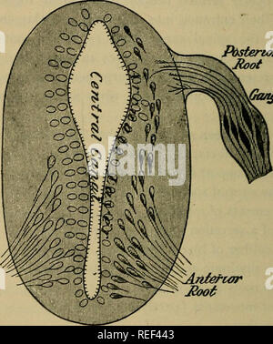 . Un compend della fisiologia umana; specialmente adattato per l'uso degli studenti di medicina. Fisiologia. 78 fisiologia umana. Lo sviluppo e la nutrizione dei nervi.-Il nervo efferente- fibre che costituiscono alcuni dei nervi cranici e tutte le radici ventrali dei nervi spinali, hanno la loro origine in cellule situate nella materia grigia sotto l acquedotto di Sylvius, sotto il pavimento del quarto ventricolo e nella parte anteriore di corna della materia grigia del midollo spinale. Queste cellule sono i discendenti modificati di indipendente, ovale, a forma di pera cellule -l'neuroblasts-che migrano dal midollare di Foto Stock