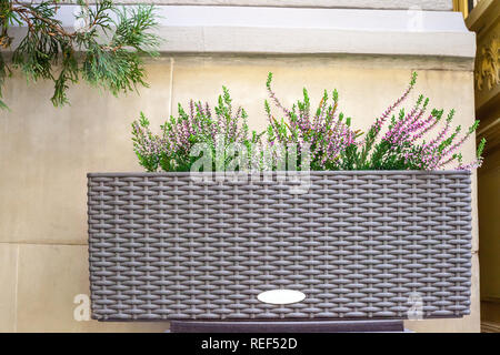 Rosa Heather fiori in vaso di fiori vicino al muro di casa. Calluna vulgaris pianta in vaso arbusto, floreali home decor Foto Stock