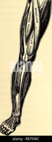 . Zoologia comparativa, strutturali e sistematiche : per l'uso nelle scuole e nei college. Zoologia, Anatomia, comparativo; fisiologia, comparativo. Come gli animali si muovono. 165 L'ordine in cui le gambe di quadrupedi succedono determina le varie modalità di progressione, chiamato a piedi, trotto, galoppo e LEAP. Molti, come il cavallo, hanno tutti questi movimenti; mentre alcuni solo LEAP, come la rana e canguri. In salta in animali, arti posteriori sono straordinariamente sviluppato. In molti mammiferi come lo scoiattolo, gatto e cane, le gambe anteriori sono utilizzati per prehension nonché di locomozione. Le scimmie a utilizzare tutti e quattro Foto Stock