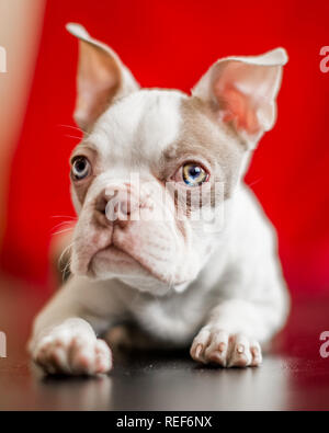 Close up Boston Terrier cucciolo ritratto giacente su un lucido nero piano con un sipario rosso sfondo. guardando la telecamera Foto Stock