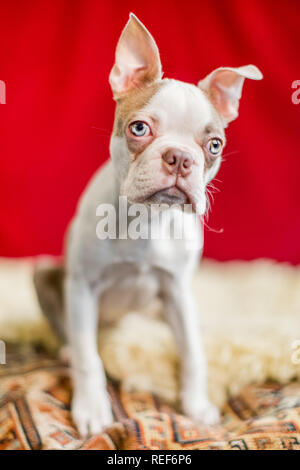 Close up Boston Terrier cucciolo ritratto seduto su un tappeto spiegazzato con un sipario rosso sfondo. Guardando al lato Foto Stock