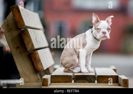 Close up di Boston Terrier cucciolo seduto su una panca in legno all'esterno guardando la telecamera Foto Stock