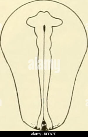 . Embriologia comparata dei vertebrati; con 2057 disegni e foto. raggruppati come 380 illus. Vertebrati -- embriologia; embriologia comparata. 31. Si prega di notare che queste immagini vengono estratte dalla pagina sottoposta a scansione di immagini che possono essere state migliorate digitalmente per la leggibilità - Colorazione e aspetto di queste illustrazioni potrebbero non perfettamente assomigliano al lavoro originale. Nelsen, Olin E. (Olin Everett), b. 1898. New York, Blakiston Foto Stock