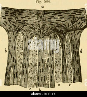 . La anatomia comparata degli animali domestici. Cavalli; anatomia veterinaria. Il mondo della vigilia. 933 che sono generalmente fissati al bordo superiore della pupilla ; sulla parte inferiore marofin, quando presente, tliey sono molto più piccoli. Il loro colore è il nero brunastro. Essi sono a volte così grande da j^ive adito a preoccupazioni di pregiudizio per la visione.) la circonferenza maggiore del diaframma è attaccato al muscolo ciliare, che unisce alla coroide ; è anche correlata al margine della cornea, nonché a tliat dell'apertura sclerotica. La minore o la circonferenza interna, è elli Foto Stock