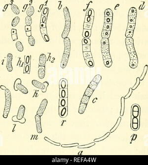 . Morfologia comparata e della biologia dei funghi, mycetozoa e batteri. Funghi -- Morfologia; batteri -- la morfologia. Il CHAP.X.-morfologia dei batteri.- ENDOSPOROUS batteri. 463 Tutti i fenomeni sopra descritti sono di per sé sufficientemente semplici e il loro corso è essenzialmente la stessa in tutte le specie; ma è tuttavia auspicabile che dovremmo studiare un paio di esempi più da vicino e vedere in che cosa la luce le parti in questione si presentano e la forma che le differenze specifiche assumere. Il nostro primo esempio devono essere i grandi specie a lungo conosciuta nei nostri laboratori con il nome di baci Foto Stock
