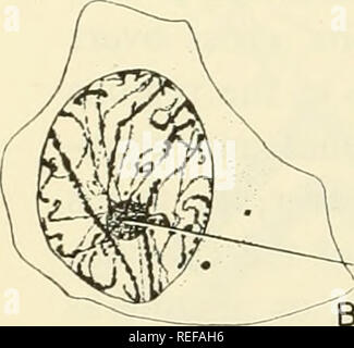 . Embriologia comparata dei vertebrati; con 2057 disegni e foto. raggruppati come 380 illus. Vertebrati -- embriologia; embriologia comparata. . Si prega di notare che queste immagini vengono estratte dalla pagina sottoposta a scansione di immagini che possono essere state migliorate digitalmente per la leggibilità - Colorazione e aspetto di queste illustrazioni potrebbero non perfettamente assomigliano al lavoro originale. Nelsen, Olin E. (Olin Everett), b. 1898. New York, Blakiston Foto Stock