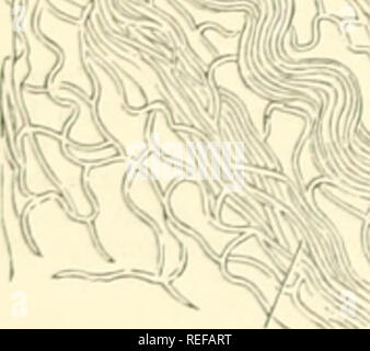 . Morfologia comparata e della biologia dei funghi, mycetozoa e batteri. Funghi -- Morfologia; batteri -- la morfologia. . Si prega di notare che queste immagini vengono estratte dalla pagina sottoposta a scansione di immagini che possono essere state migliorate digitalmente per la leggibilità - Colorazione e aspetto di queste illustrazioni potrebbero non perfettamente assomigliano al lavoro originale. Bary, A. de (Anton), 1831-1888; Balfour, Isaac Bayley, 1853-1922. Oxford : Clarendon Press Foto Stock