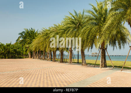 Vicolo di palm sulla costa del Golfo del Siam, il bellissimo paesaggio della Thailandia Foto Stock