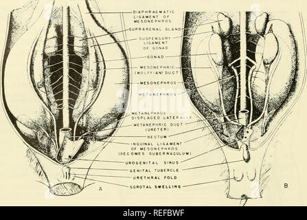 . Embriologia comparata dei vertebrati; con 2057 disegni e foto. raggruppati come 380 illus. Vertebrati -- embriologia; embriologia comparata. . Si prega di notare che queste immagini vengono estratte dalla pagina sottoposta a scansione di immagini che possono essere state migliorate digitalmente per la leggibilità - Colorazione e aspetto di queste illustrazioni potrebbero non perfettamente assomigliano al lavoro originale. Nelsen, Olin E. (Olin Everett), b. 1898. New York, Blakiston Foto Stock