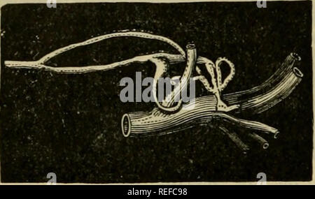 . La anatomia comparata degli animali domestici. Anatomia Veterinaria. 732 IL I LINFATICI IN PARTICOLARE. " Di solito si apre in corrispondenza della giunzione del jugulars, a lato delle navi, da un orifizio arredate con una doppia valvola semilunar. A volte uno o due dei rami che concorrono a formare, descrivere circumvolutions attorno al corrispondente trunk brachiale o alcune delle sue divisioni, prima di entrare a far parte di altri. Infine, non è raro vedere questo tronco linfatico anastomose con il condotto toracico da voluminosa rami collaterali, poi unite con esso in modo tale da essere inserito Foto Stock