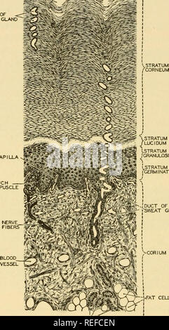 . Anatomia comparata. Anatomia di confronto. MI66 anatomia comparata struttura della pelle umana la pelle dell uomo, insieme con le sue appendici, capelli, unghie, denti, mem brane- ossa e ghiandole, è solo circa il 4 per cento del peso del corpo. Come quella di altri mammiferi, si compone di due tessuti, una epidermide esterna e interna di tessuto connettivo corium. :Ty-. Premistoppa del sudore''-' Fig. 125.-a sezione trasversale della Pelle ispessita della suola. Lo strato corneo è particolarmente addensate sulla suola e sul palmo della mano. Una sezione trasversale dell'epidermide mostra sotto il microscopio a molti- layered Foto Stock