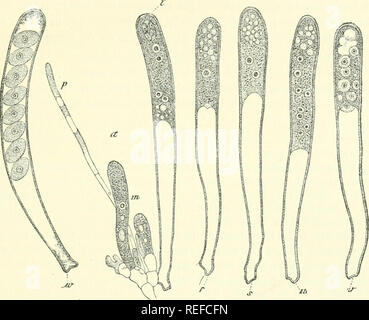 . Morfologia comparata e della biologia dei funghi, mycetozoa e batteri. Funghi -- Morfologia; batteri -- la morfologia. Capitolo III-spore di funghi. 77 sono le commencements di spore; essi vengono formati simultaneamente e diventano presto investito con ferma le membrane e crescere come essi si trovano disposte in una fila longitudinale all'interno del Arcus a circa il doppio della loro dimensione originale. Il protoplasma che li circonda in prima scompare rapidamente in Peziza pitya come essi aumentano di dimensione, e come il protoplasma contenute in spore è sempre di colore giallo con iodio in questa specie. Il protoplasma del come Foto Stock