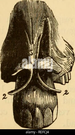 . La anatomia comparata degli animali domestici. Cavalli; anatomia veterinaria. 518 BESPIBATORT apparecchiatura in mammiferi. Fig. 306. Le cavità nasali. Queste cavità sono in numero di due-a destra e a sinistra e speciali per studio : il loro ingresso, o nelle narici-f&amp;ssce, propriamente detta, che costituiscono tali cavità ; e la diverticuli denominato seni. Preparazione.-Staccare la ganascia inferiore da tre teste. Il primo di questi due sezioni trasversali, uno che passa tra il secondo e il terzo dente molare, l'altro dietro l'arcata dentale. Visto attraverso la seconda testa longitudinalmente e vertica Foto Stock