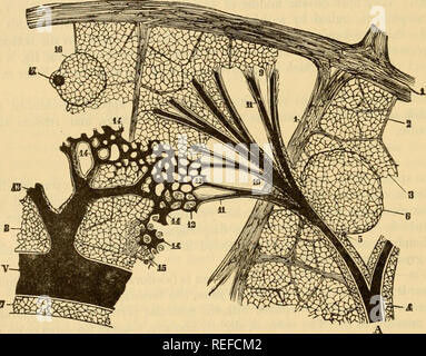 . La anatomia comparata degli animali domestici. Cavalli; anatomia veterinaria. 504 L'apparato digerente IN MAMMALIA. già noto come procedimento per il colon e nel suo passaggio diventando attaccata alla fessura splenica, donde si estende al di sopra della superficie dell'organo di forma della sua copertura sierosa. La struttura,-il tessuto della milza ha un colore blu-violetto, talvolta si avvicinano ad una red liue ; esso è elastico, tenace e morbida, rese per la pressm-e del dito, e mantiene la sua impronta. Avvolte esternamente dal peritoneo, la sua sostanza include un quadro fibroso, polpa splenica, Foto Stock