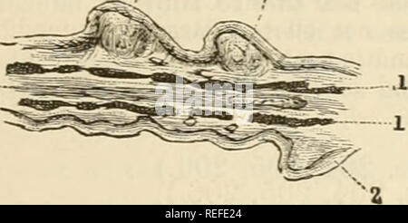 . La anatomia comparata degli animali domestici. Anatomia Veterinaria. Lo stomaco. 399 Slructiire.-l'gerom strato è una dipendenza del peritoneo tlie, e offre niente di particolare; esso non copre completamente la faccia anteriore. La tonaca muscolare è molto fasciculated e sottile. La mucosa è notevole per lo spessore della sua pavimentazione stratificata epitelio; tutte le foglie sono formate da due strati di questa membrana, di cui uno contro l'altro; e come la loro struttura è interessante, si noterà. Il principale foglie sono composte da questo duplicature di membrana mucosa e t Foto Stock