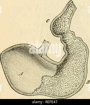 Solipedi . La anatomia comparata degli animali domestici. Anatomia Veterinaria ...