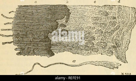 Solipedi . La anatomia comparata degli animali domestici. Anatomia Veterinaria ...