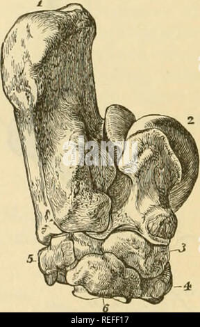 Solipedi . La anatomia comparata degli animali domestici. Anatomia Veterinaria ...