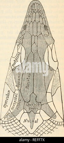 . Anatomia comparata e Fisiologia. Cap. Ix J cranio di pesci. 329 numero di investire la membrana ossa appaiono sul tetto del cranio; nel Holosteous Ganoids ossifi-catione inizia nella regione occipitale del cra cartilaginei- nium, mentre ci sono anche le ossa di membrana. Da questo punto per- ward abbiamo a dis- tinguish bet ween bo nes che sono preformati nella cartilagine (cartilagine ossa), e quelli che sono preformati in membrana (mem brane- ossa). In primo luogo, che è nella parte inferiore Vertebrata, la membrana di ossa sono numerose e i loro rapporti non sono così esatta e costante come sono Foto Stock