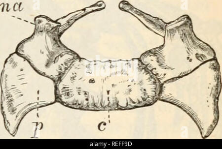 . Anatomia comparata e Fisiologia. Cap. IX. ] VER TEBR AL COL UMN. 319 Edwards, come la regione in cui le vertebre hanno ulteriori (pleurapophysial) centri di ossificazione per l'attacco dell'ileo (Fig. 132), e che è definita posteriormente dal punto di inserisci- zione dell'ischio-legamento sacrale. Ci sono ordi- narily due veri vertebra sacrale, ma con loro ci diventano spesso collegato alcune delle (5) caudale o vertebre di coda ; tutta la fusione per formare un unico osso di grande forza. (Vedere a pagina 321.) vertebre caudali variano notevolmente in numero, secondo la lunghezza del Foto Stock