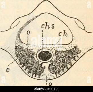 . Anatomia comparata e Fisiologia. Cap. IX. J VERTEBRA.. sono articolati gli uni con gli altri per mezzo di pro- cesses rivolta in avanti e indietro il zyga- popliyses, come questi outgrowths di articolazione sono chiamati. La forma delle facce del centra di ver- tebrae varia notevolmente, non solo in diverse forme di Saiiropsida, ma anche in diverse parti della colonna vertebrale dello stesso individuo. In Opliidia queste differenze sono visti per essere associati con il loro modo di vita ; la faccia anteriore è profondamente incavata, e posteriore arrotondato e convessa; la convessità del montaggio int Foto Stock