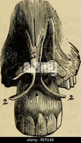 . La anatomia comparata degli animali domestici. Anatomia Veterinaria. 518 Apparato respiratorio in mammiferi. Le cavità nasali. Queste cavità sono in numero di due-a destra e a sinistra e speciali per studio : il loro ingresso, o nelle narici-l'fossce, propriamente detta, che costituiscono tali cavità ; e la diverticuli denominato seni. Preparazione.-Staccare la ganascia inferiore da tre teste. Il primo di questi due sezioni trasversali, uno che passa tra il secondo e il terzo dente molare, l'altro dietro l'arcata dentale. Visto attraverso la seconda testa longitudinalmente e verticalmente, un po di s Foto Stock