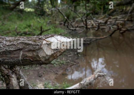 Beaver segni; Castor fiber rosicchiato albero; Devon, Regno Unito Foto Stock