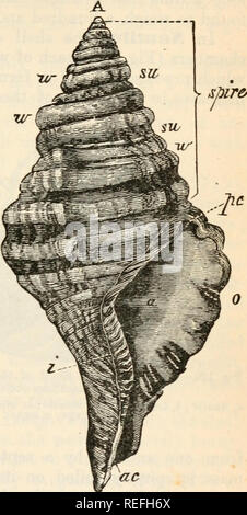 . Anatomia comparata e Fisiologia. Cap. IX.] Struttura di gusci. 3°7 0 maggioranza dei casi la esatta posizione sistematica di un mollusco può essere determinata mediante il solo scafo così marcate sono le differenze e così profondo - insediato l'essenziale cha- racteristics. Geo- logists credere che non vi è alcuna prova di più degno di con- fidence rispetto a quella che ci viene offerta loro dai gusci di una data di deposito. Il guscio, che deve la sua crescita alla attività della cella esterna-strati del manto, comincia come una buca o invagina- zione dello strato esterno su abo- ral superficie della larva ; questo pit è Foto Stock