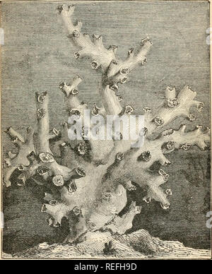 . Anatomia comparata e Fisiologia. Cap. IX.] D ENDROPH YLLIA. 285 composta in parte da materiale estraneo, né vi è alcuna completare scheletro interno. La cuticola può essere morbido. .B'ig. 118 c.-corallo. Dendrophyllia ramosn e ciliate, come nel Turbellaria, o diventare molto duro e sembra essere costituita da una sostanza chitiiious, come nel Nematoidea, o ancora più in la rota- toria, dove forse snodato e muscoli hanno inserito. Si prega di notare che queste immagini vengono estratte dalla pagina sottoposta a scansione di immagini che possono essere state migliorate digitalmente per la leggibilità - Colorazione e aspetto di queste illus Foto Stock