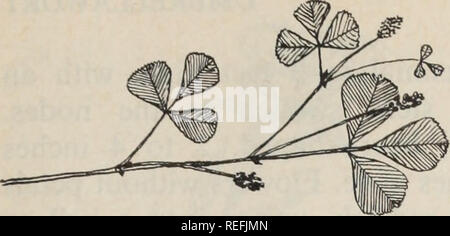 . Erbacce comune delle praterie canadesi;. Le erbacce. Medicago lupulina L. LUPPOLINA. Un prostrati, ramificato annuale, da 4 a 24 pollici attraverso. Lascia trifoHolate, obovate, dentata al di sopra del mezzo, ho per i pollici di lunghezza. Fiori gialli, i pollici di lunghezza, in breve, testa-come racemi meno di 1 pollici di lunghezza. Baccelli curvi, piccolo, nero, con un singolo seme. Non comune. Medicago sativa L. ALFALFA. Si prega di notare che queste immagini vengono estratte dalla pagina sottoposta a scansione di immagini che possono essere state migliorate digitalmente per la leggibilità - Colorazione e aspetto di queste illustrazioni potrebbero non perfettamente assomigliano al lavoro originale. Ca Foto Stock