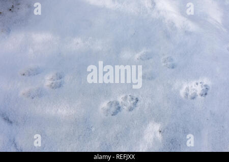 La volpe e il Coniglio Orme nella neve; Cornovaglia; Regno Unito Foto Stock