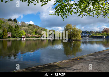 Helston in barca il lago; la molla; Cornovaglia; Regno Unito Foto Stock